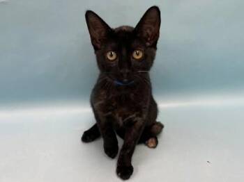 Trix -  Domestic Short Hair Cat for Adoption in Minneapolis, Minnesota - Trix | PetCurious