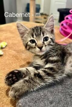 Cabernet Sauvignon -  Domestic Short Hair Cat for Adoption in Saint Charles, Missouri - Cabernet Sauvignon | PetCurious