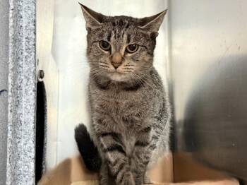 Cajun Fries -  Domestic Short Hair Cat for Adoption in New York, New York - Cajun Fries | PetCurious
