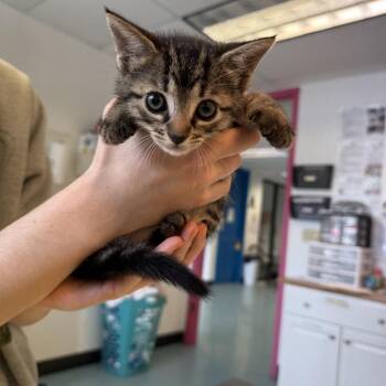 Domestic Short Hair Cats Available for Adoption in Austin, Texas - Furbee 2 | PetCurious