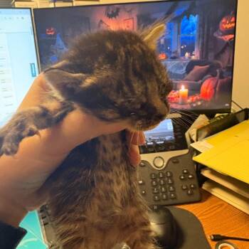 Kiki -  American Shorthair Cat for Adoption in Lufkin, Texas - Kiki | PetCurious