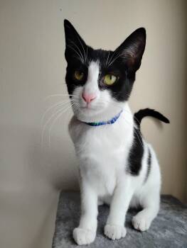 Domestic Short Hair Cats Available for Adoption in Hopkinton, Massachusetts - Taylor | PetCurious
