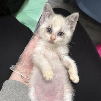 Tostata -  Siamese Cat for Adoption in Newark, New Jersey - Tostata | PetCurious