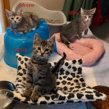 Arlene -  Domestic Short Hair Cat for Adoption in Parkersburg, West Virginia - Arlene | PetCurious