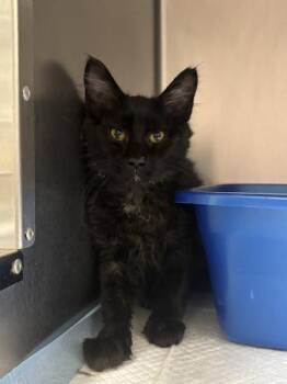 Domestic Medium Hair Cats Available for Adoption in Vancouver, Washington - Ahiru | PetCurious