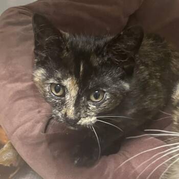 Bubbles -  Domestic Short Hair Cat for Adoption in Dickinson, Texas - Bubbles | PetCurious