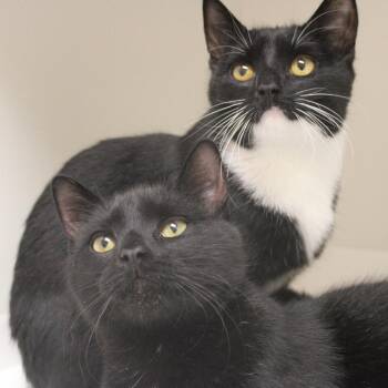 Bittens -  Domestic Short Hair Cat for Adoption in Champaign, Illinois - Bittens | PetCurious