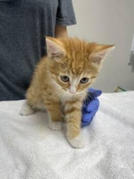Cheddar -  Domestic Short Hair Cat for Adoption in Sacramento, California - Cheddar | PetCurious
