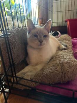 Cream -  Siamese Cat for Adoption in Roxbury Township, New Jersey - Cream | PetCurious
