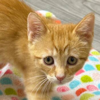 Dennis (Oakgrand Kitten 2) -  Domestic Short Hair Cat for Adoption in Westport, Connecticut - Dennis (Oakgrand Kitten 2) | PetCurious