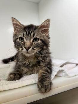 Macchiato -  Domestic Medium Hair Cat for Adoption in Delson, Quebec - Macchiato | PetCurious