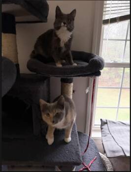 Dilute Calico Cats Available for Adoption in Derry, New Hampshire - Mila | PetCurious