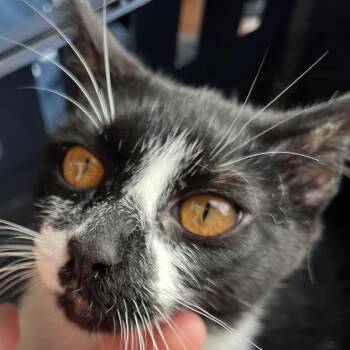 Domestic Short Hair Cats Available for Adoption - Barsky | PetCurious