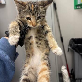 Bambi -  Domestic Short Hair Cat for Adoption in Columbiana, Alabama - Bambi | PetCurious