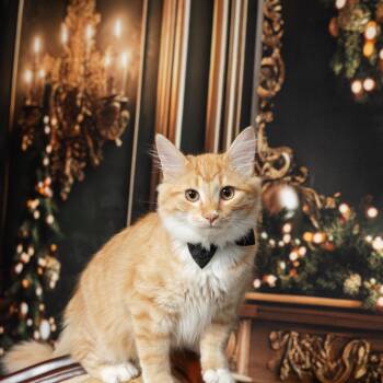 Diamond -  American Bobtail Cat for Adoption in Bettles, Alaska - Diamond | PetCurious
