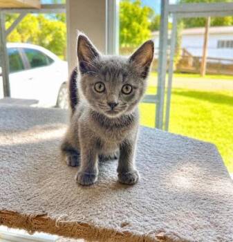Brioche -  Domestic Short Hair Cat for Adoption in Paducah, Kentucky - Brioche | PetCurious