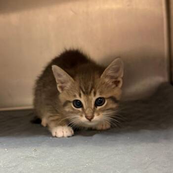George C26-038 -  Domestic Short Hair Cat for Adoption in Elbow Lake, Minnesota - George C26-038 | PetCurious