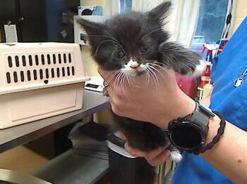 CODE -  Domestic Medium Hair and Domestic Short Hair Cat for Adoption in Cookeville, Tennessee - CODE | PetCurious