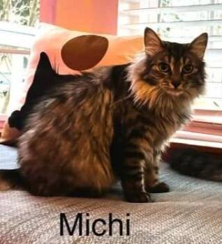 Domestic Short Hair Cats Available for Adoption - Michi Mama / Moby | PetCurious