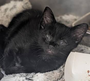 SPOT -  Domestic Short Hair Cat for Adoption in Fort Lauderdale, Florida - SPOT | PetCurious