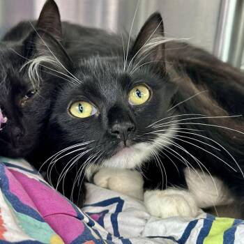 Ceres -  Domestic Short Hair Cat for Adoption in Matteson, Illinois - Ceres | PetCurious
