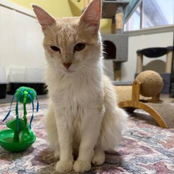 Marigold -  Domestic Medium Hair Cat for Adoption in Grantsville, Utah - Marigold | PetCurious