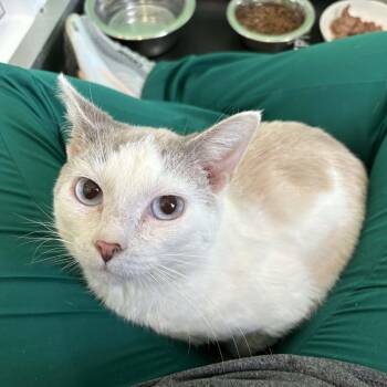 American Shorthair Cats Available for Adoption in Barboursville, West Virginia - Oakley | PetCurious