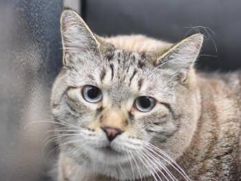 Merlin -  Siamese Cat for Adoption in Portland, Oregon - Merlin | PetCurious