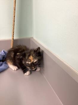 Coral -  Domestic Short Hair Cat for Adoption in Athens, Tennessee - Coral | PetCurious