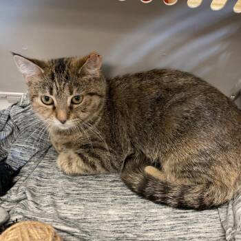Apple jack -  Domestic Short Hair Cat for Adoption in Memphis, Tennessee - Apple Jack | PetCurious