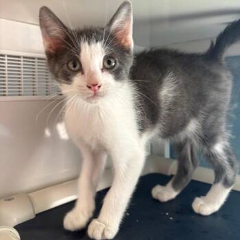 Krypton -  Domestic Short Hair Cat for Adoption in East Hanover, New Jersey - Krypton | PetCurious