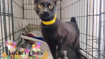 Rescue Domestic Short Hair Cats for Adoption in Muncie, Indiana - Thackery Binx | PetCurious