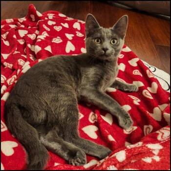 Lulu -  Domestic Short Hair Cat for Adoption in Roswell, Georgia - Lulu | PetCurious