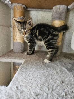 Domestic Short Hair Cats Available for Adoption in Ontario, California - Ethan | PetCurious