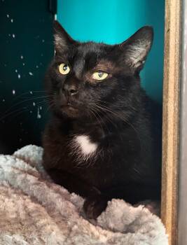 Gorilla -  Domestic Short Hair Cat Available for Adoption in Asheville, North Carolina - Gorilla | PetCurious