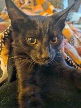 Rescue Domestic Short Hair Cats for Adoption - Dexter | PetCurious