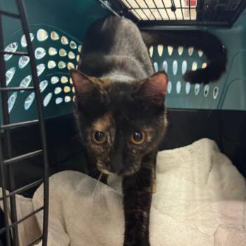 Domestic Short Hair Cats Available for Adoption in York, Pennsylvania - Dolphin | PetCurious