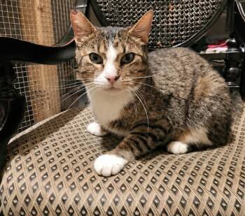 Star-green -  Domestic Short Hair Cat for Adoption in Olney, Illinois - Star-green | PetCurious