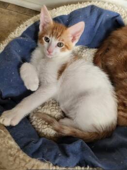 Rescue Domestic Short Hair Cats for Adoption in Parlier, California - Banjo | PetCurious