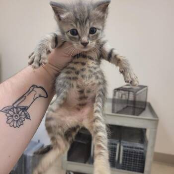 SCFL-Stray-66911_2 -  Domestic Short Hair Cat for Adoption in Lake Panasoffkee, Florida - SCFL-Stray-66911_2 | PetCurious