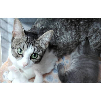 Rescue Domestic Medium Hair Cats for Adoption in Tuscaloosa, Alabama - Ms. Tonitini | PetCurious