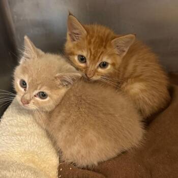 Spiderman -  Domestic Short Hair Cat Available for Adoption in Los Angeles, California - Spiderman | PetCurious