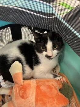 Midnight -  Domestic Short Hair Cat for Adoption in Atlanta, Georgia - Midnight | PetCurious