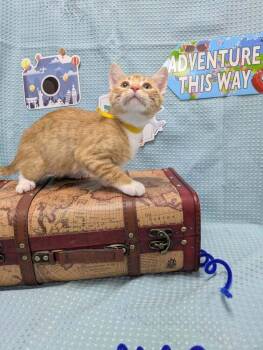 Cheese -  Domestic Short Hair Cat for Adoption in Raleigh, North Carolina - Cheese | PetCurious
