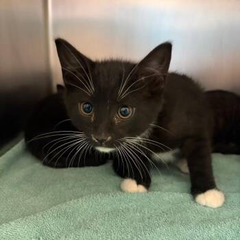 Doc -  Domestic Short Hair Cat for Adoption in Council Bluffs, Iowa - Doc | PetCurious