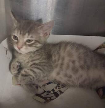 TARJAY -  Domestic Short Hair Cat for Adoption in San Antonio, Texas - TARJAY | PetCurious