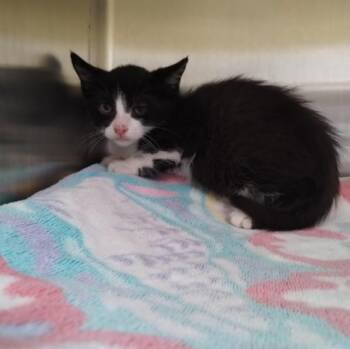PAULIE -  Domestic Short Hair Cat for Adoption in Alameda, California - PAULIE | PetCurious