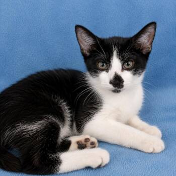 Cole -  Domestic Short Hair Cat for Adoption in Tucson, Arizona - Cole | PetCurious
