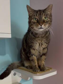 Yutani (bonded to Weyland) - KBC -  Domestic Short Hair and Tabby Cat for Adoption in Dublin, Ohio - Yutani (bonded To Weyland) - KBC | PetCurious