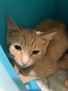 Jalapeno -  Domestic Short Hair Cat for Adoption in Stratham, New Hampshire - Jalapeno | PetCurious